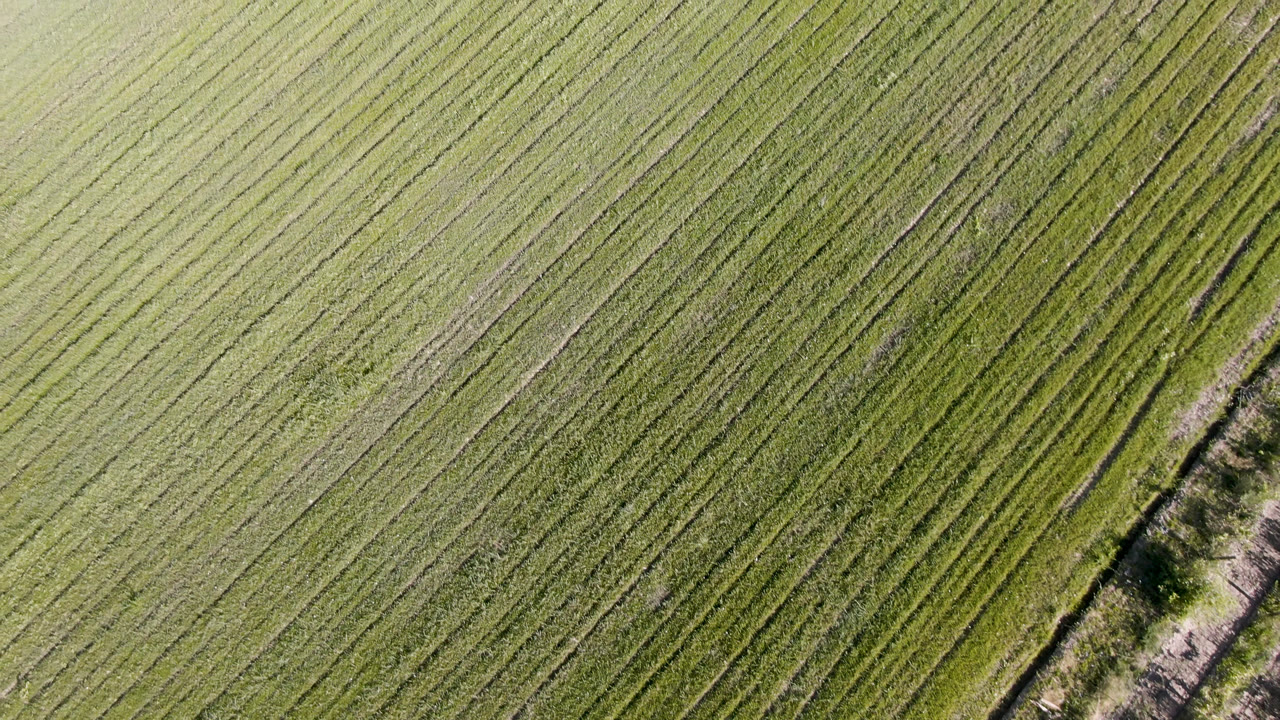Aerial frame over Palisades, Colorado fields where diagonal green rows fill the view and the narrow path sits closer to the lower right, with no visible people.