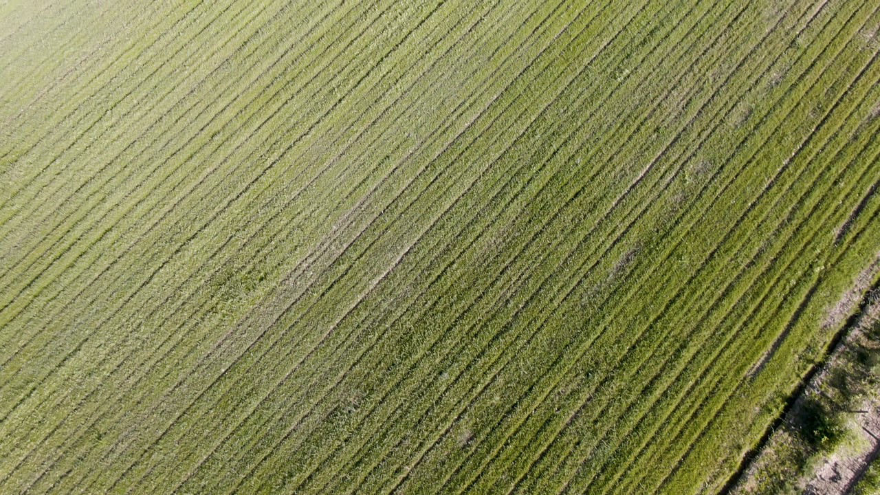 Top-down view of Palisades, Colorado farmland with dense diagonal crop lines and a vegetation-lined path entering along the right edge, with no visible people.