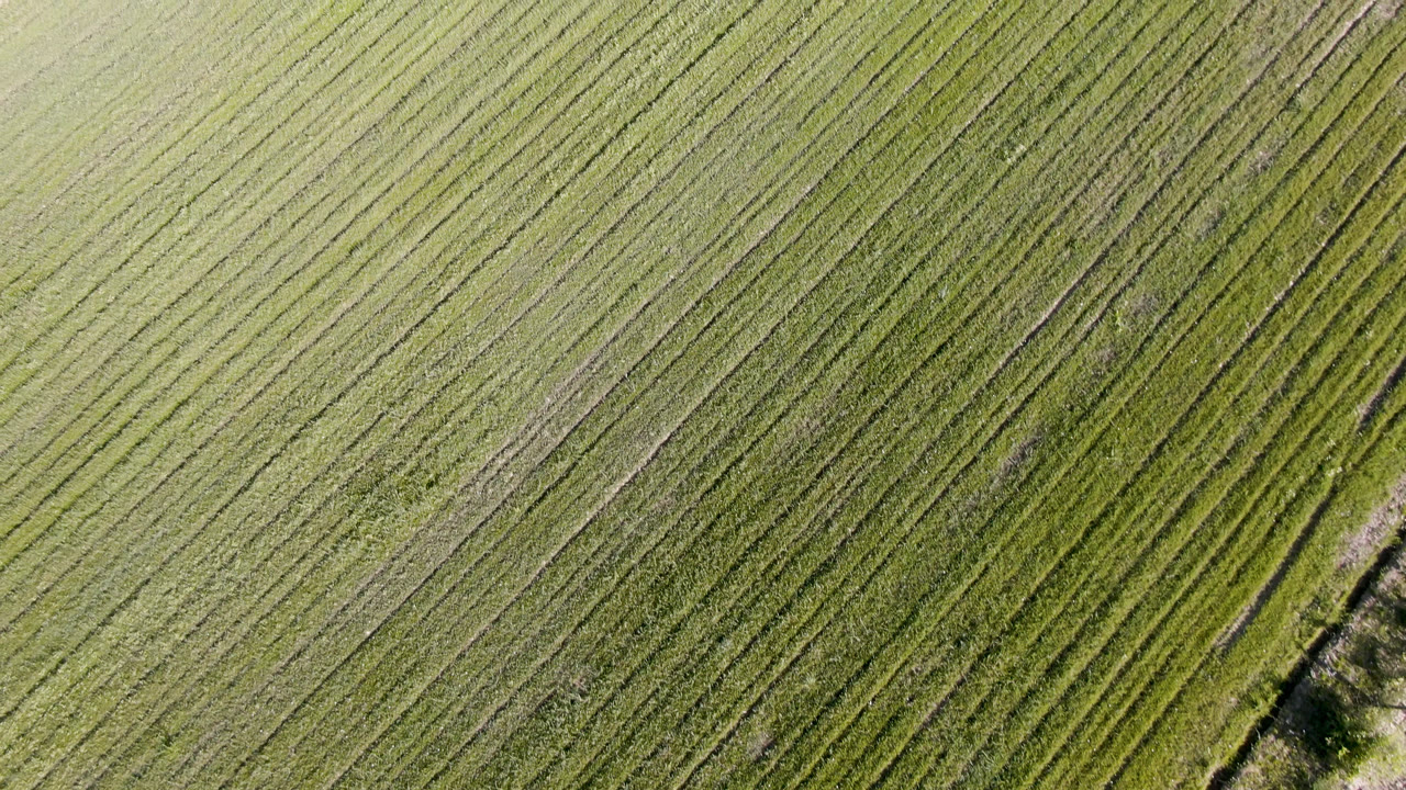 Overhead agricultural field with diagonal lines and a small path near the bottom.