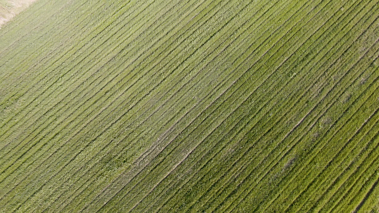 Overhead view of diagonal green field rows in Palisades, Colorado, with a pale dirt patch near the upper edge and no visible people.