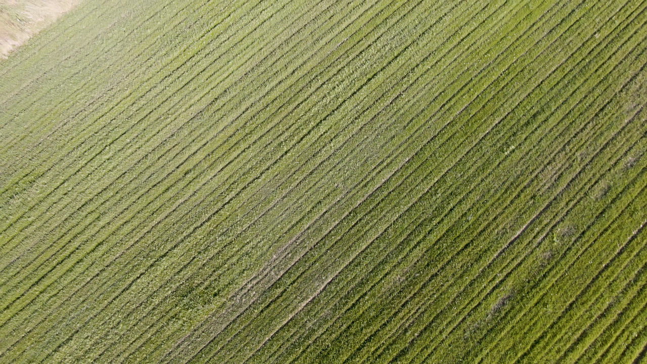 Aerial frame of dense diagonal green rows in Palisades, Colorado, with faint dirt tracks running through the field and no visible people.