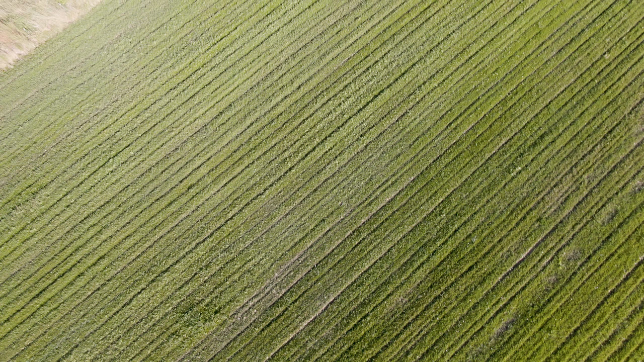 Top-down view of green field rows in Palisades, Colorado, with a light bare patch near the upper left and no visible people.
