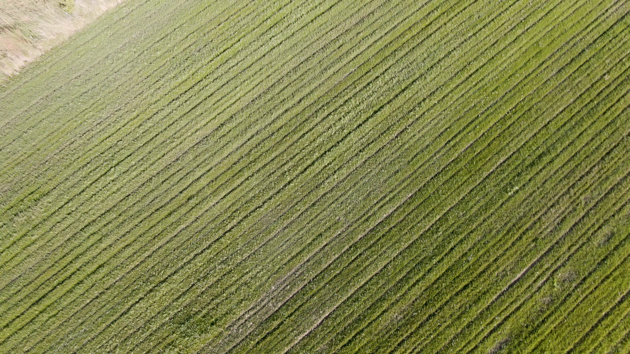 Overhead Palisades, Colorado field view with diagonal green rows, pale soil along the top edge, and no visible people.
