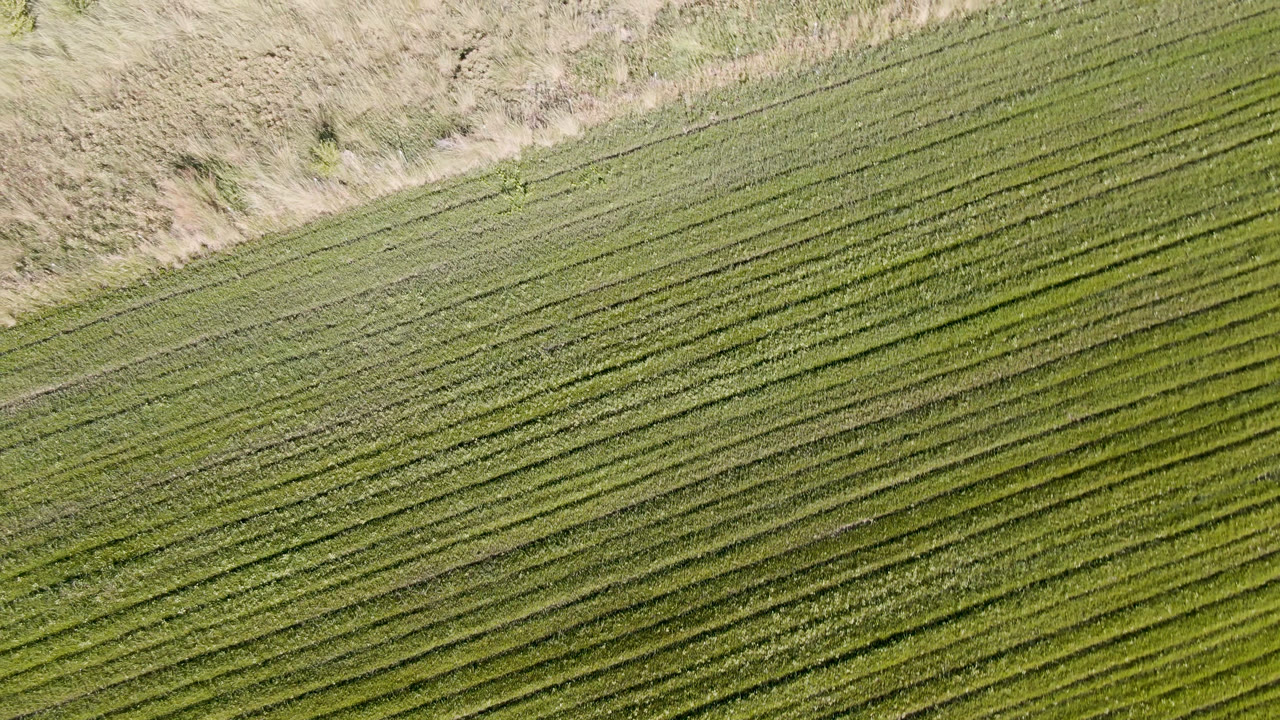 Overhead view of green field rows in Palisades, Colorado, bordered by dry tan grass with no visible people.