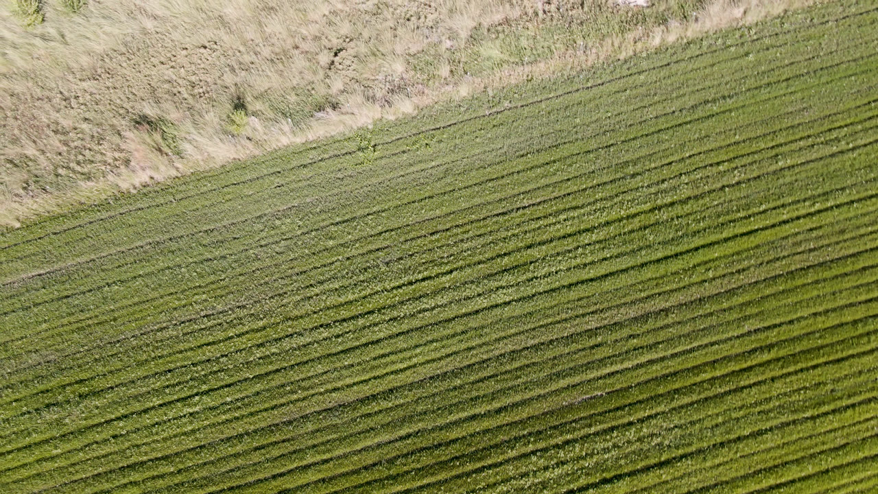 Aerial frame in Palisades, Colorado showing tighter diagonal green rows below a tan scrub strip, with no visible people.