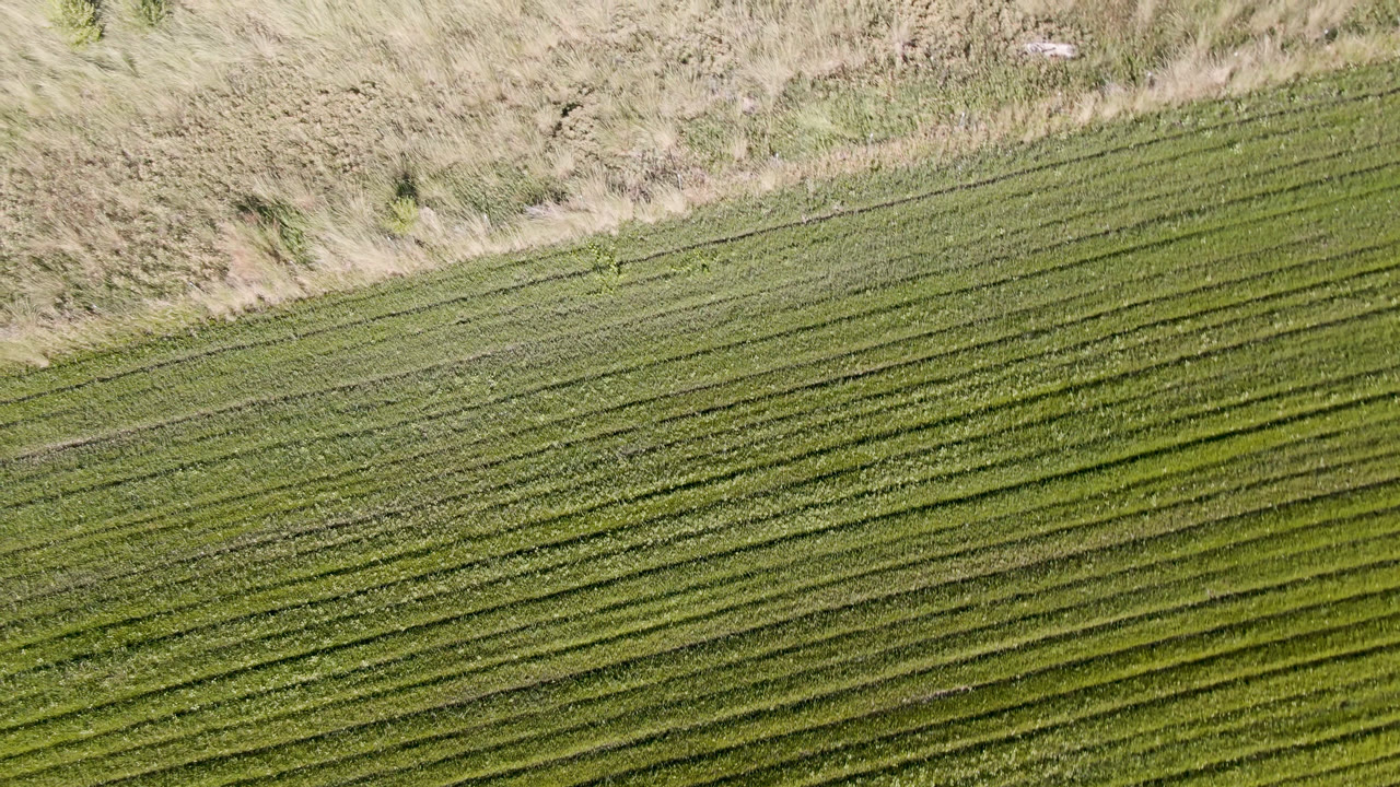 High overhead view of a Palisades, Colorado field where parallel green rows fill most of the frame and dry grass runs along the top, with no visible people.