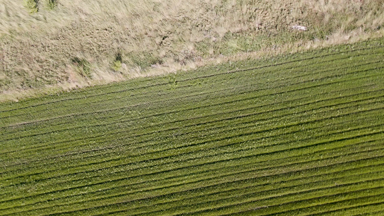Overhead Palisades, Colorado frame with green field rows crossing diagonally beneath a pale dry grass boundary, with no visible people.