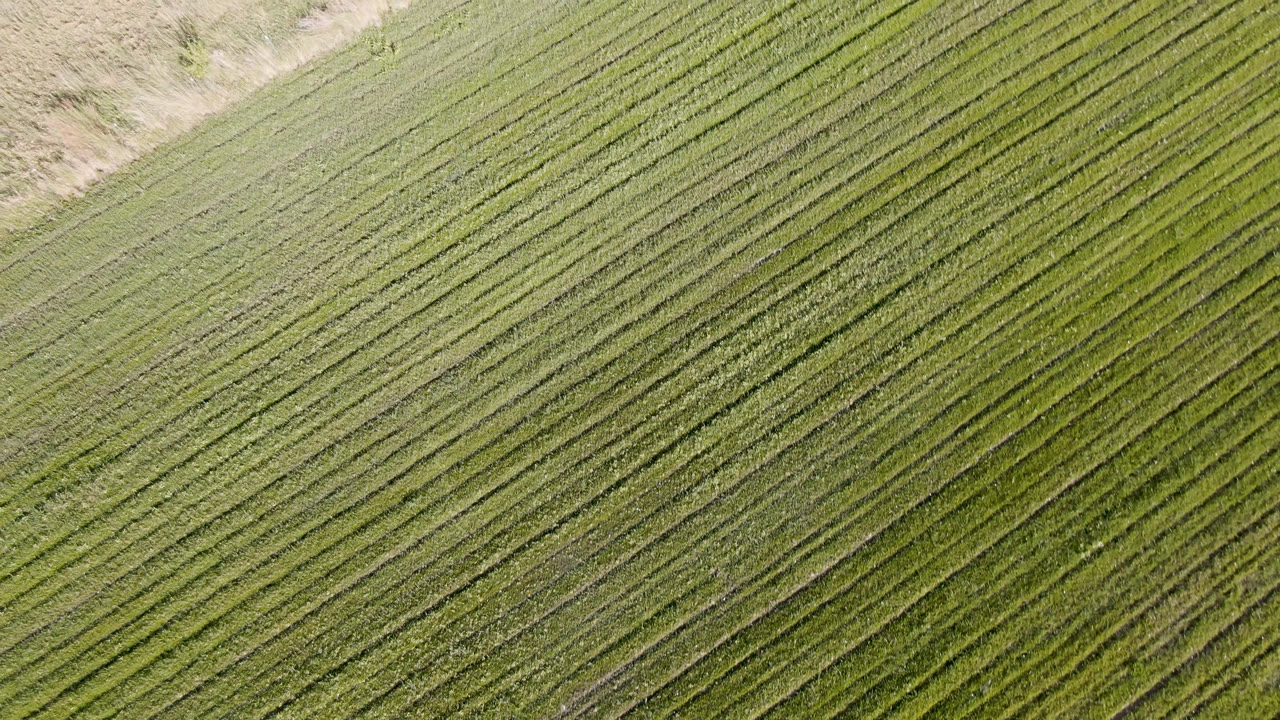 A high aerial frame over green diagonal field rows in Palisades, Colorado, with a pale dry strip along the upper edge and no visible people.