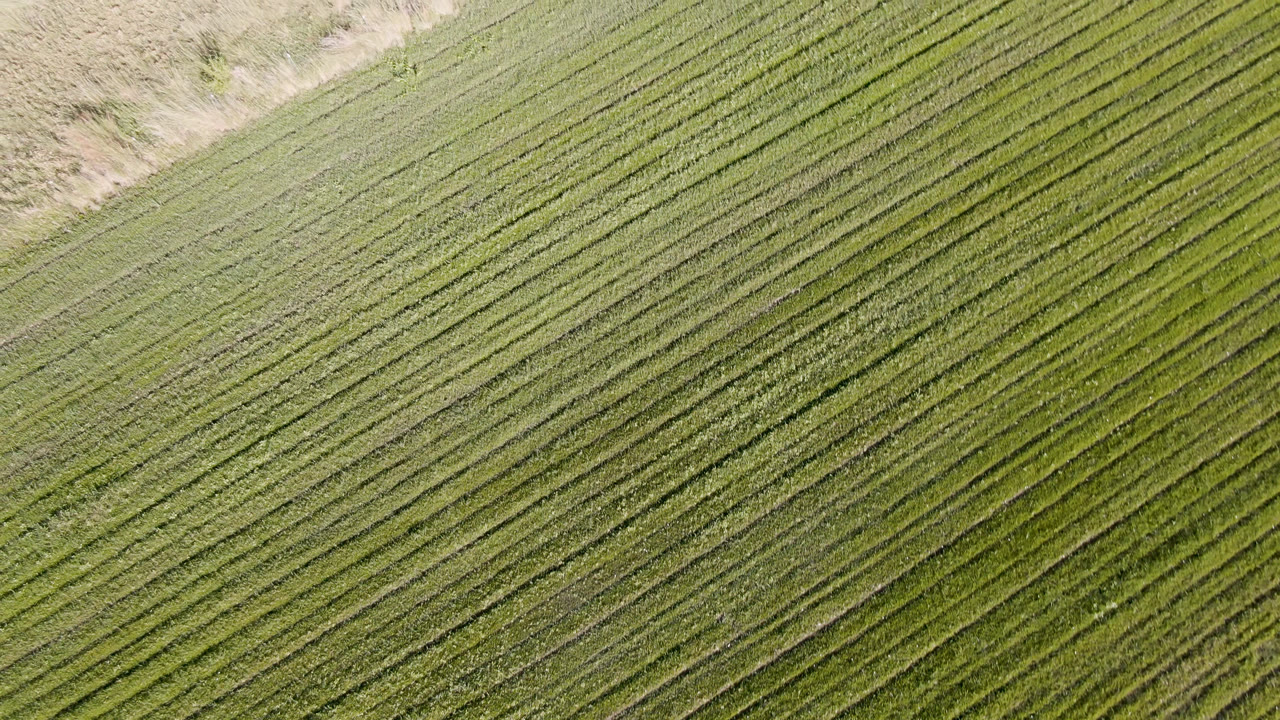 Aerial view in Palisades, Colorado with dense green rows crossing the frame diagonally and a small dry margin near the top, with no visible people.