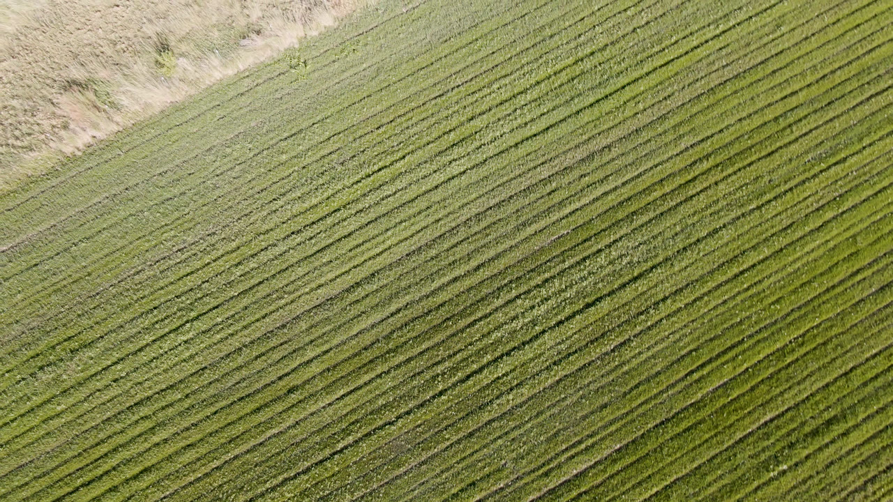 The Palisades, Colorado field appears as tightly spaced green rows, with tan dry ground and sparse small trees or shrubs along the upper border and no visible people.