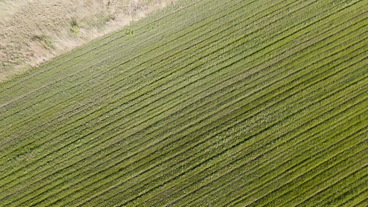 Aerial field texture with diagonal rows and a dry upper boundary.