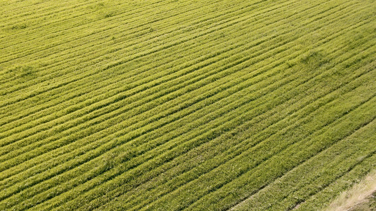 Aerial-looking view over a green field in Palisades, Colorado, with diagonal crop rows, faint track lines, and no visible people.