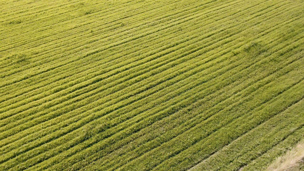 Diagonal green crop rows across a field