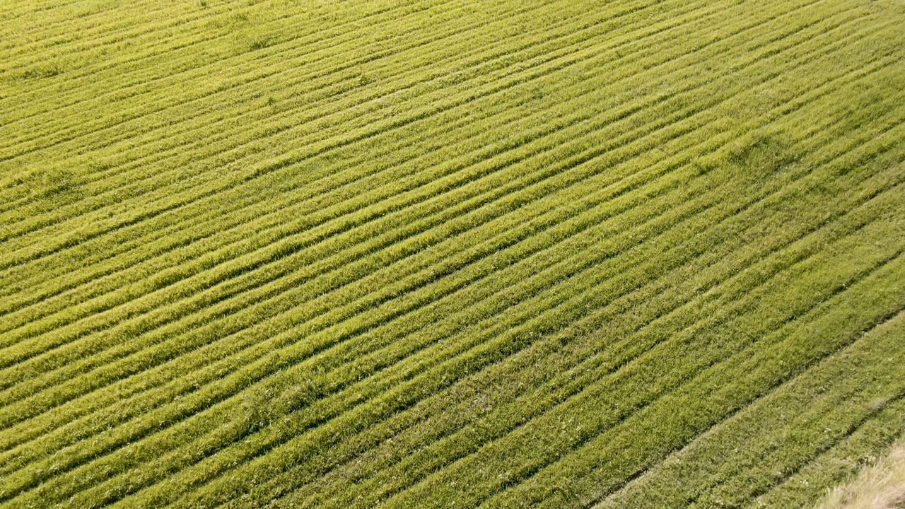 A high view across a cultivated green field in Palisades shows parallel rows, subtle color variation, and no visible people.