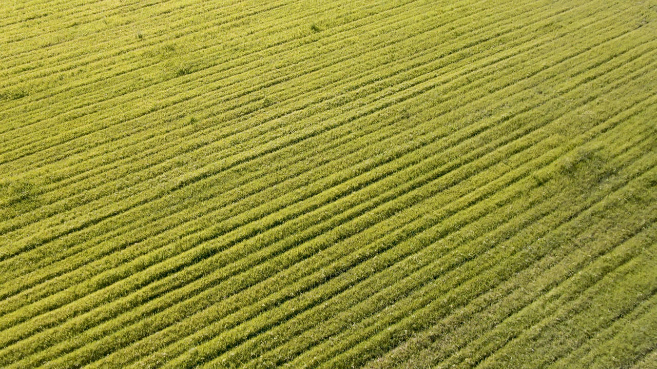 Aerial-looking view of green crop rows in Palisades, Colorado, with dense diagonal planting lines and no visible people.
