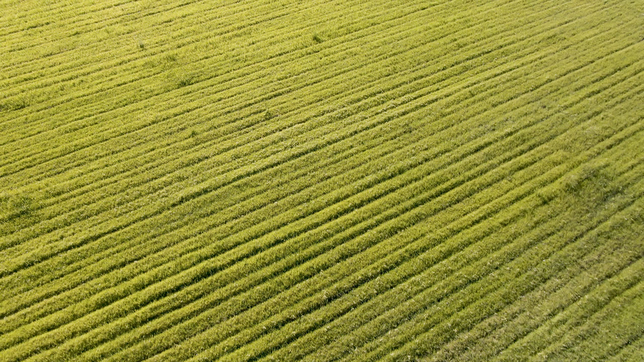 Parallel green crop rows run diagonally across the field.