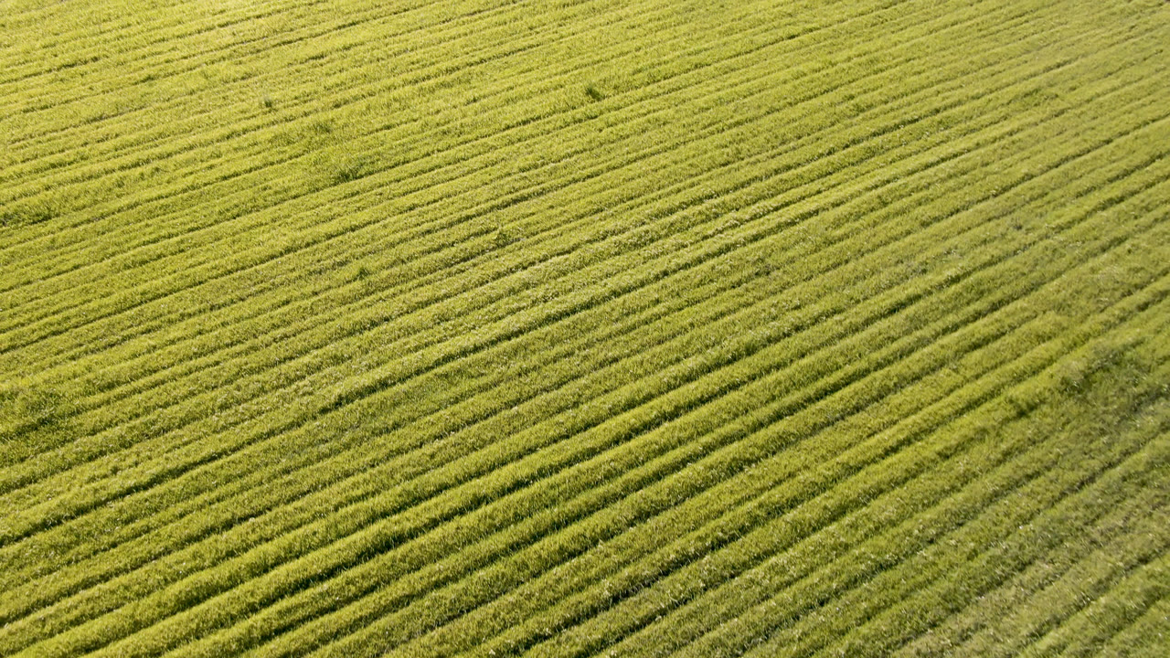 Overhead-style view of a Palisades crop field, where brighter green rows are crossed by faint darker farm tracks and no visible people appear.