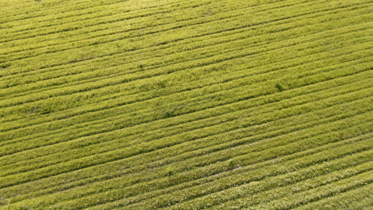 Elevated view of an acid-green grass field in Palisades, Colorado, with dense parallel rows filling the first moment of the clip and no visible people discernible in this frame.