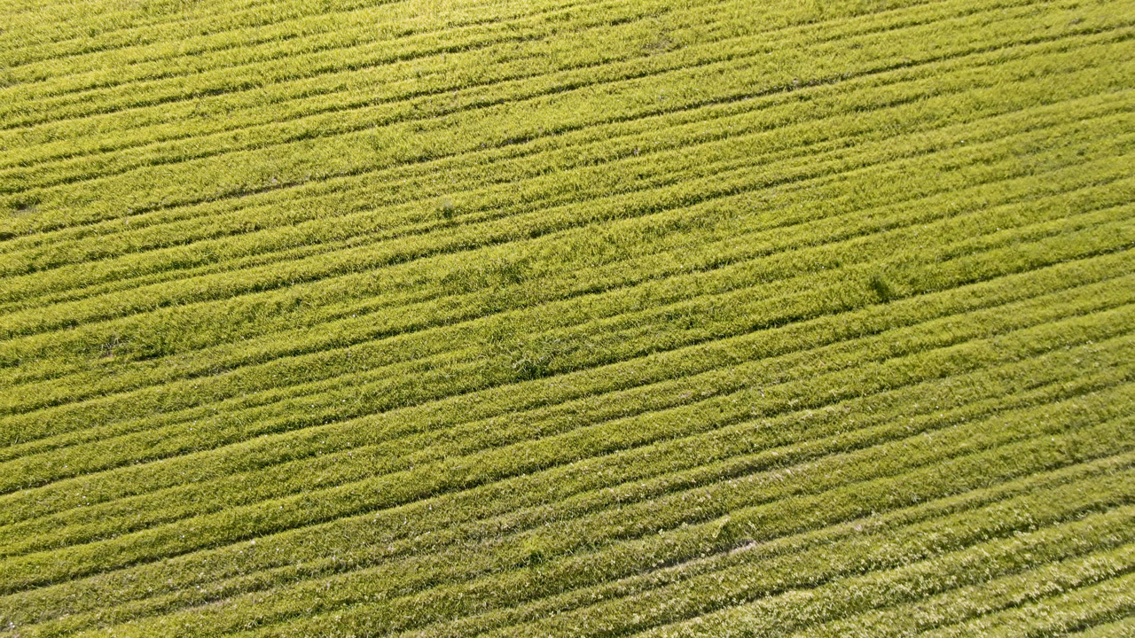 The second frame shows the Palisades, Colorado grass field continuing across the full image, with long row patterns and no visible people discernible at this sampled moment.