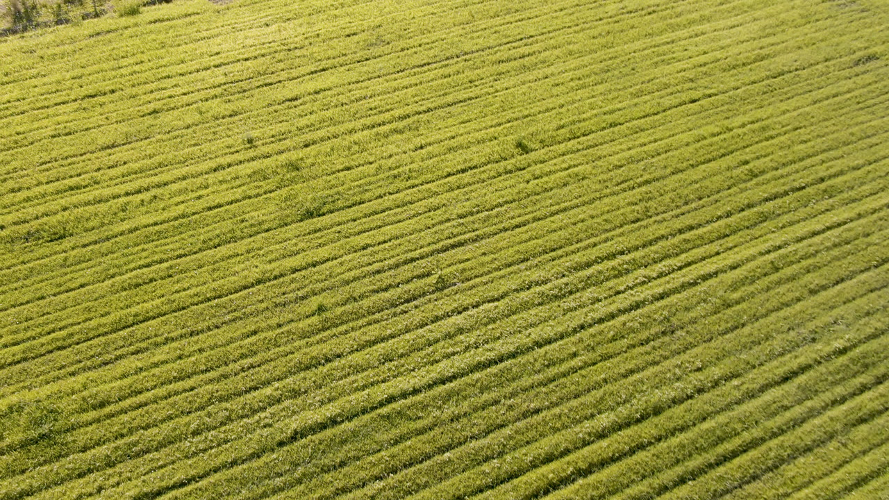 Elevated view of green crop rows in Palisades, Colorado, with diagonal planting lines and no visible people at the opening moment.