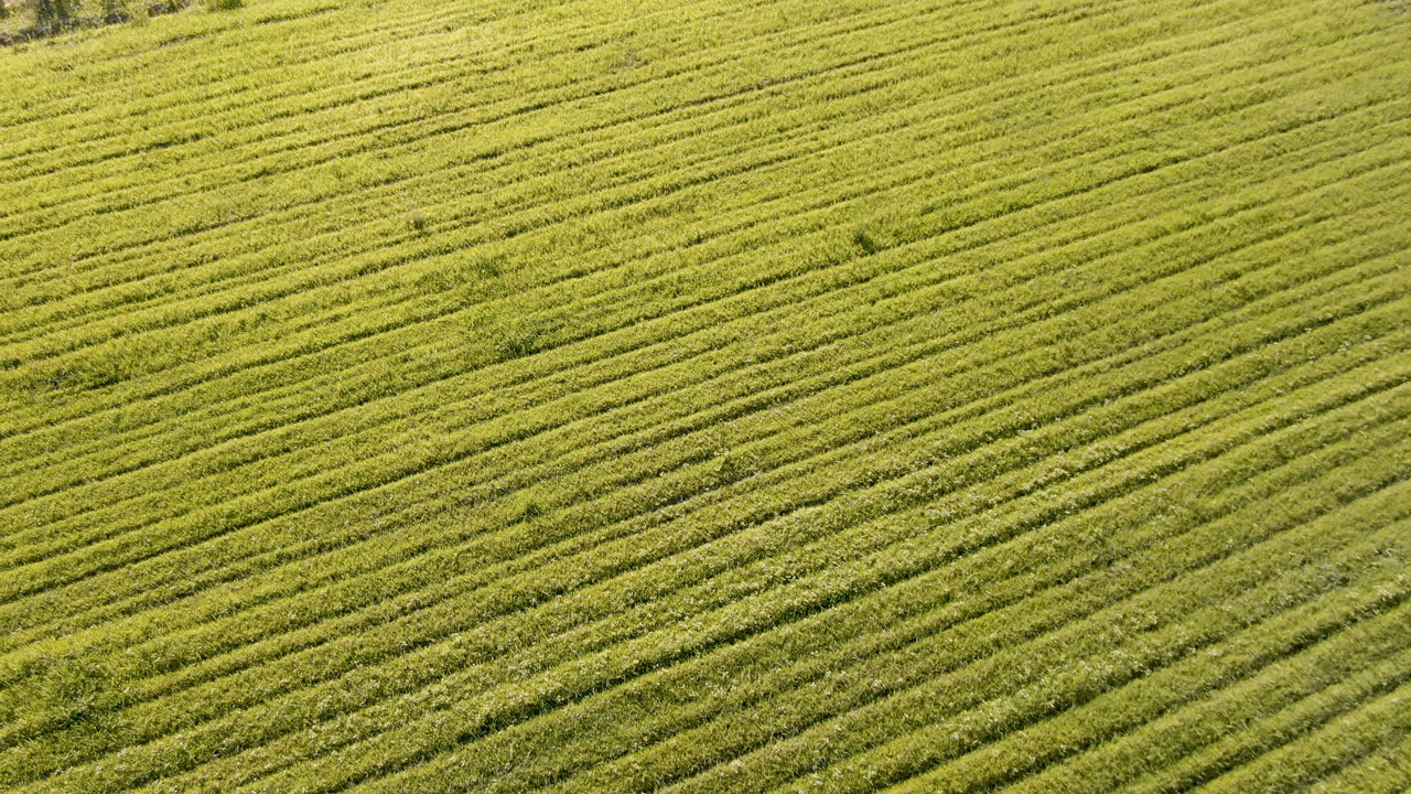 Green field rows in Palisades, Colorado, continue across the frame with a subtle mid-frame boundary and no visible people.