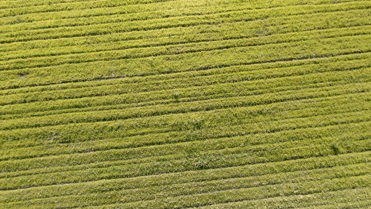 Green field rows filling the frame