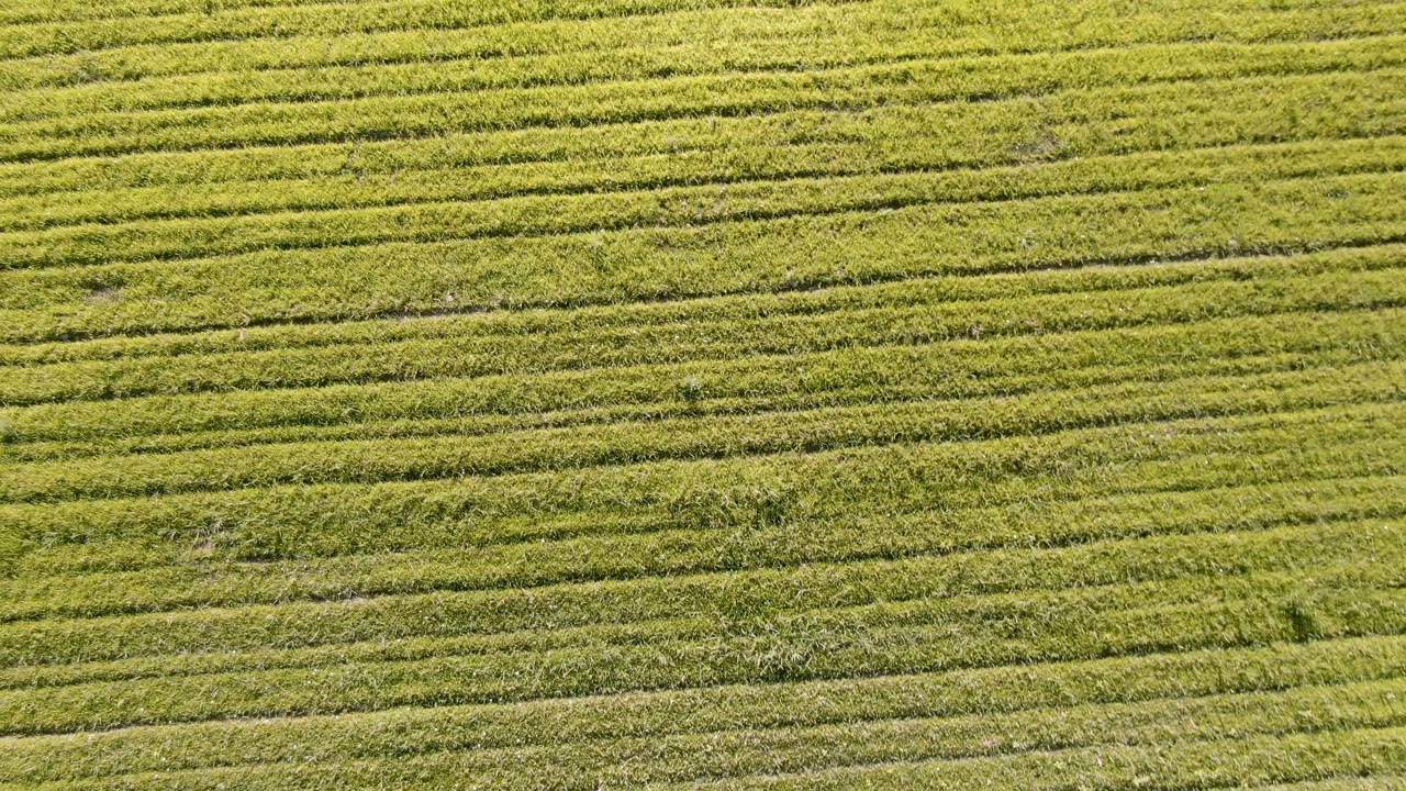 Palisades, Colorado field detail with dense green bands, small uneven patches, and no visible people one second into the clip.