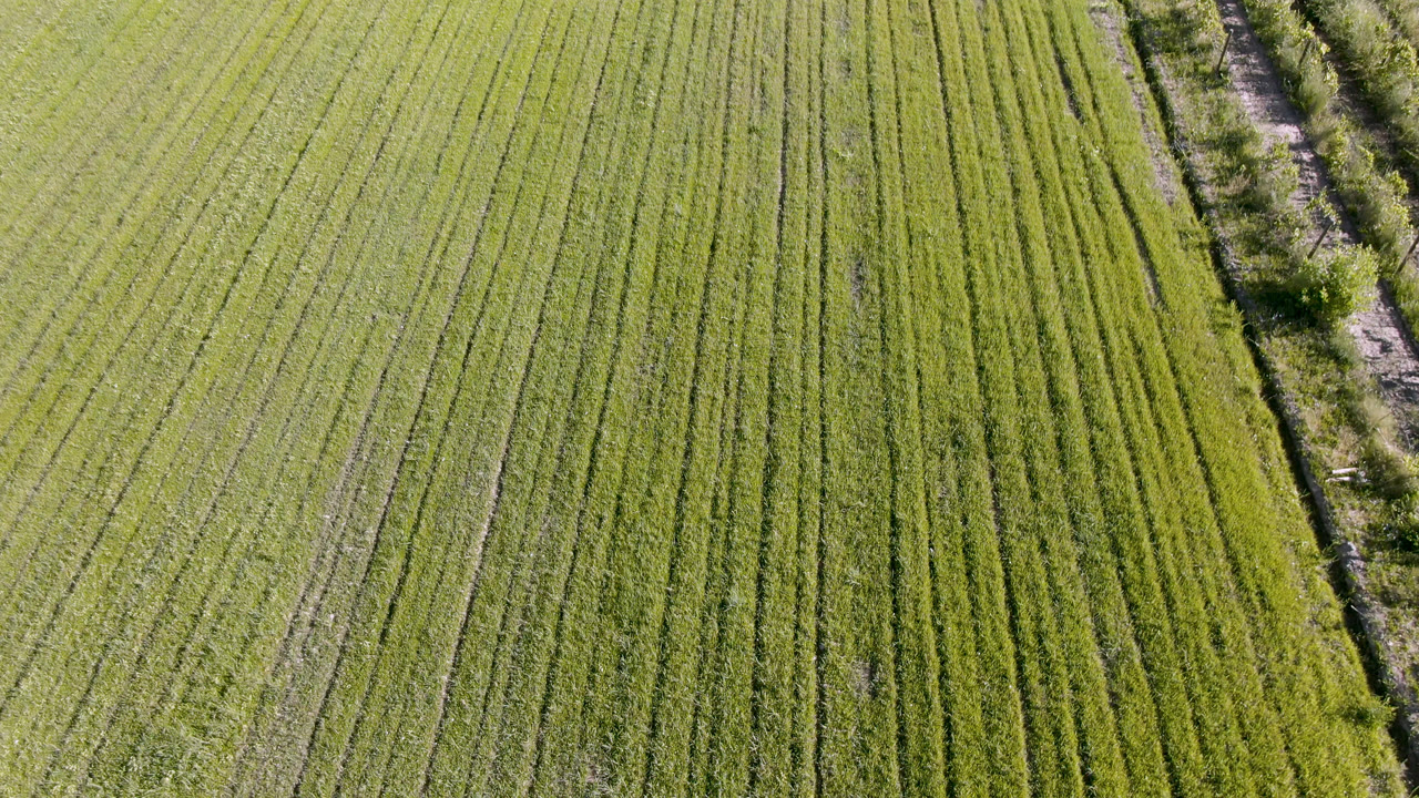 Aerial frame from Palisades, Colorado showing green crop rows with a diagonal brush-lined dirt track at the right edge and no visible people.