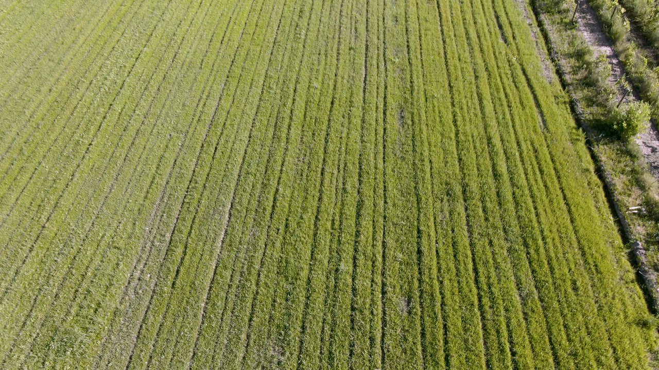 A later aerial view in Palisades, Colorado holds over parallel crop rows, with the brushy track slightly more central and no visible people.