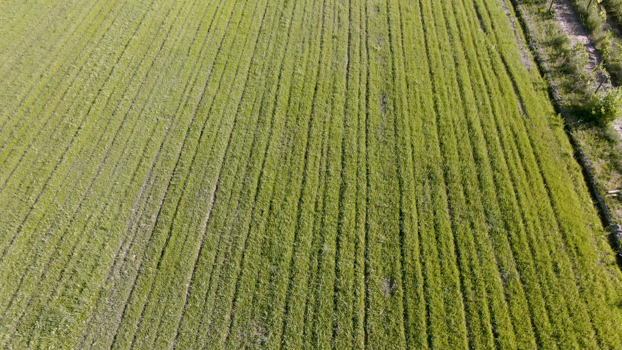 Aerial Palisades, Colorado farmland frame showing tight green crop lines, a diagonal vegetated track near the right side, and no visible people.