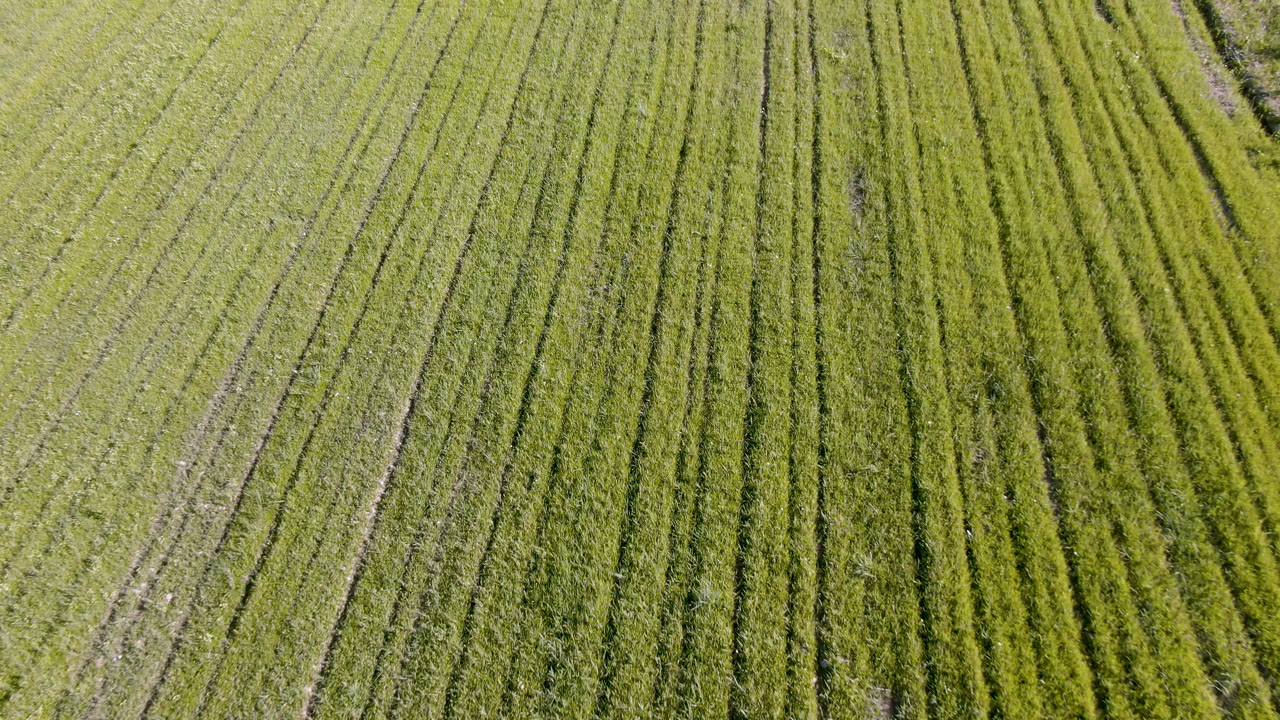 Top-down view of acid green grass rows in Palisades, Colorado, with dark linear tracks crossing the frame and no visible people.