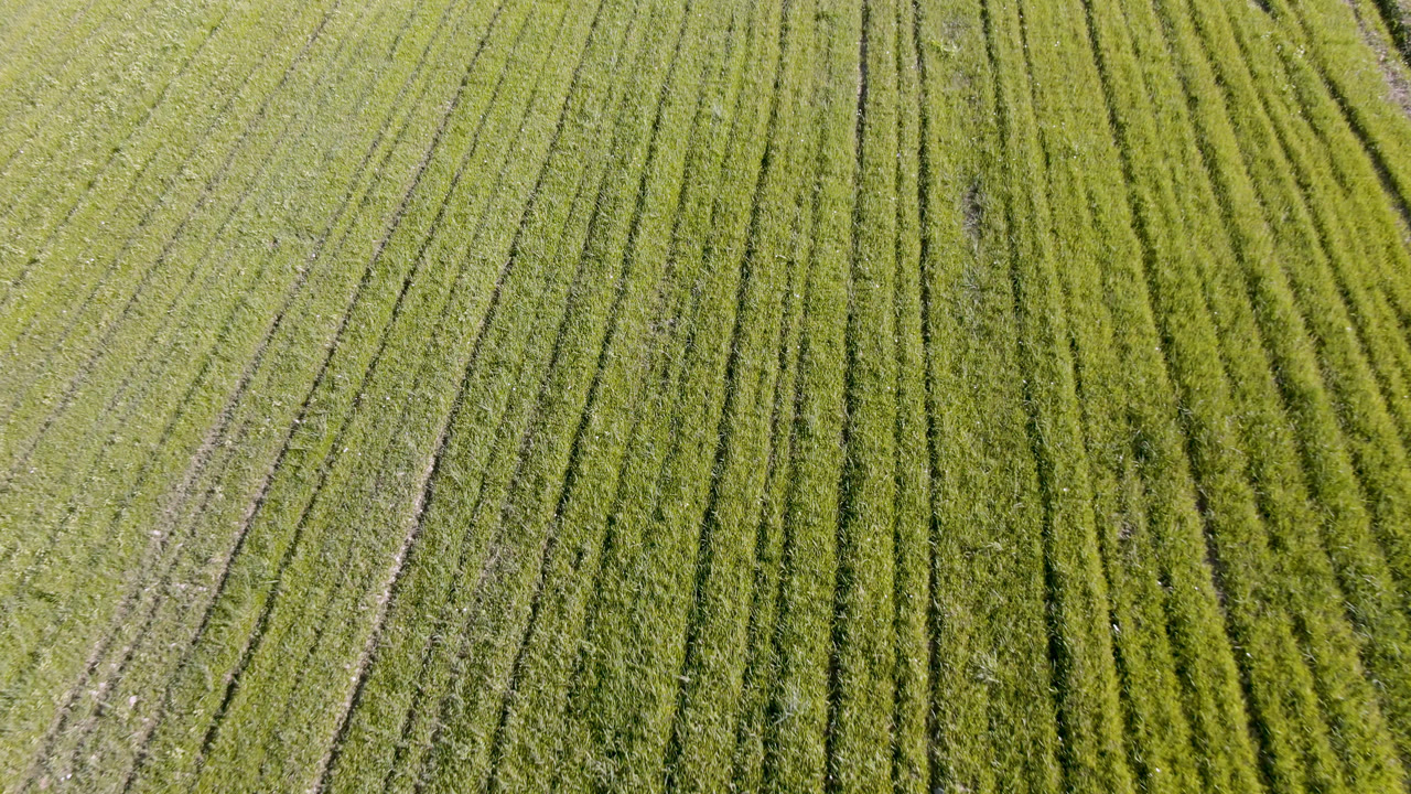 Aerial view over the Palisades, Colorado grass field, where pale wheel-like tracks run between dense green rows with no visible people.