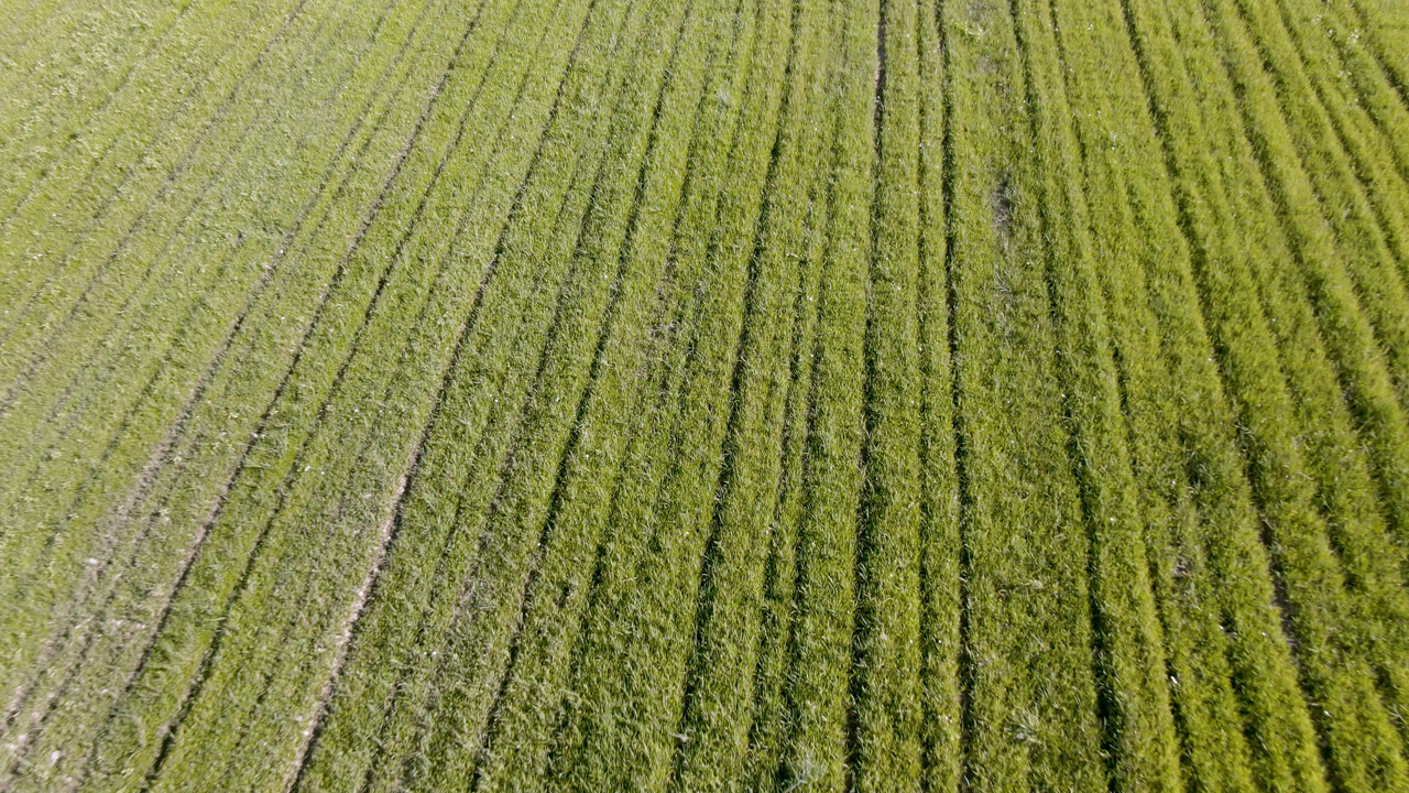 Overhead field rows forming dense green vertical lines.