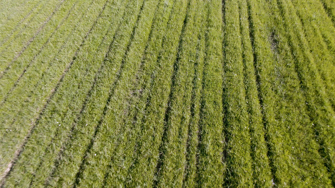 Overhead view of a green grass field in Palisades, Colorado, with dark parallel track lines crossing the frame and no visible people.