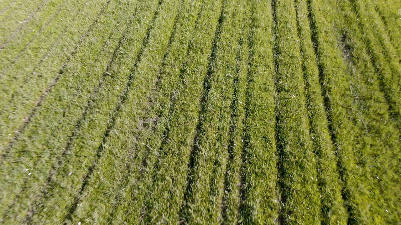 Aerial view of dense green grass in Palisades, Colorado, with several vertical wheel-track lines and no visible people.