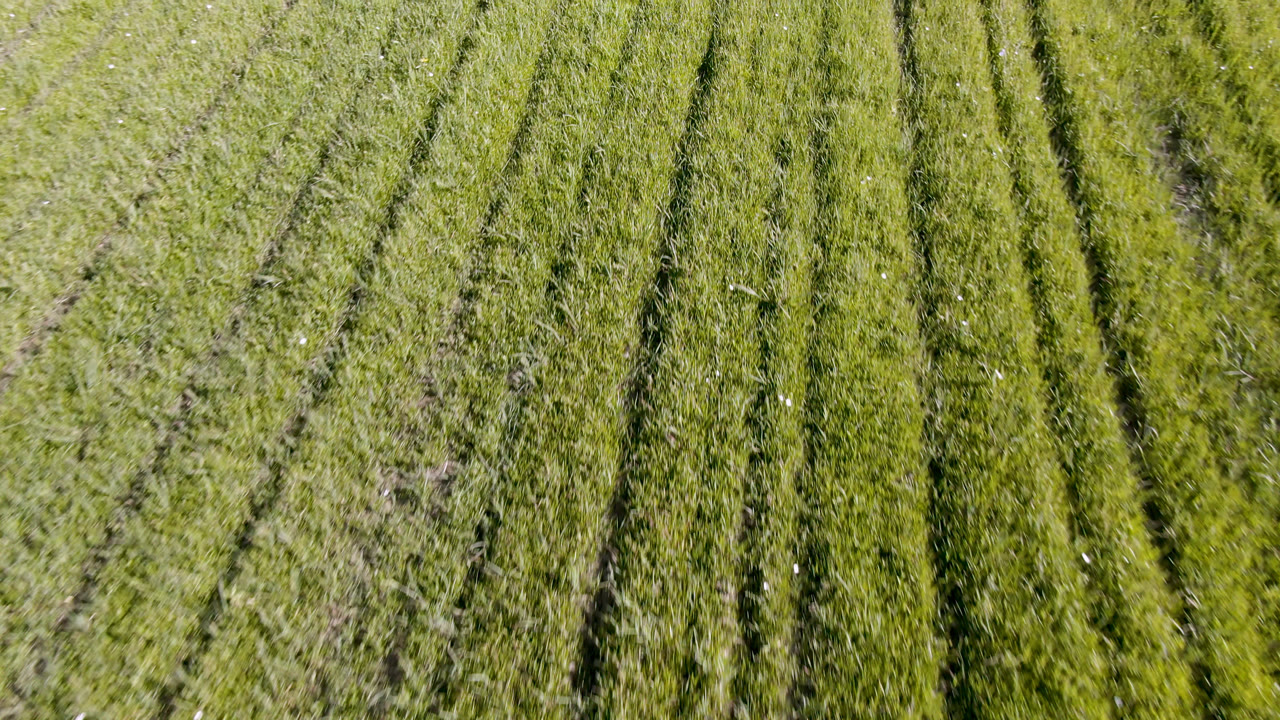 Green field surface with darker tracks through the grass.