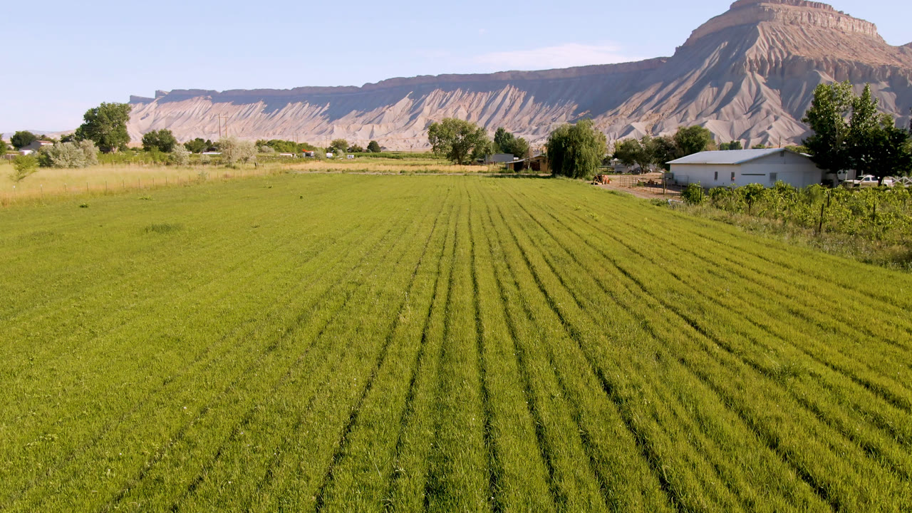 Wide view of a green field in Palisades, Colorado, with straight grass rows leading toward trees, a small light house, tan mountains, and no visible people.