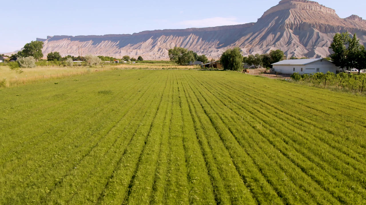 Palisades, Colorado farmland frame with dense green rows running toward midground trees, a low white building to the right, a parked vehicle, and no visible people.