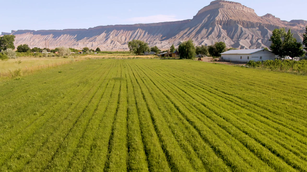 A slightly later view in Palisades, Colorado shows parallel green rows across the foreground, low rural buildings and trees at the horizon, and no visible people.