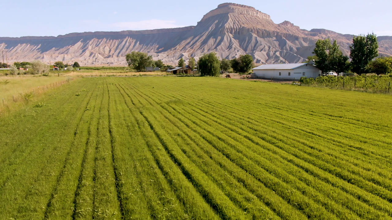 Third frame from Palisades, Colorado shows the crop rows slightly angled across the foreground, trees and a pale house at mid-distance, tan ridge walls, and no visible people.