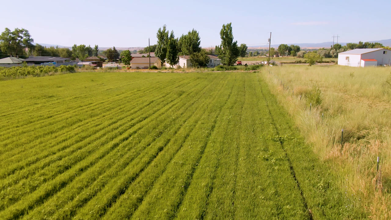 Opening frame of a Palisades, Colorado green field with mowed rows in the foreground, a grassy strip at right, distant houses, trees, and no visible people.