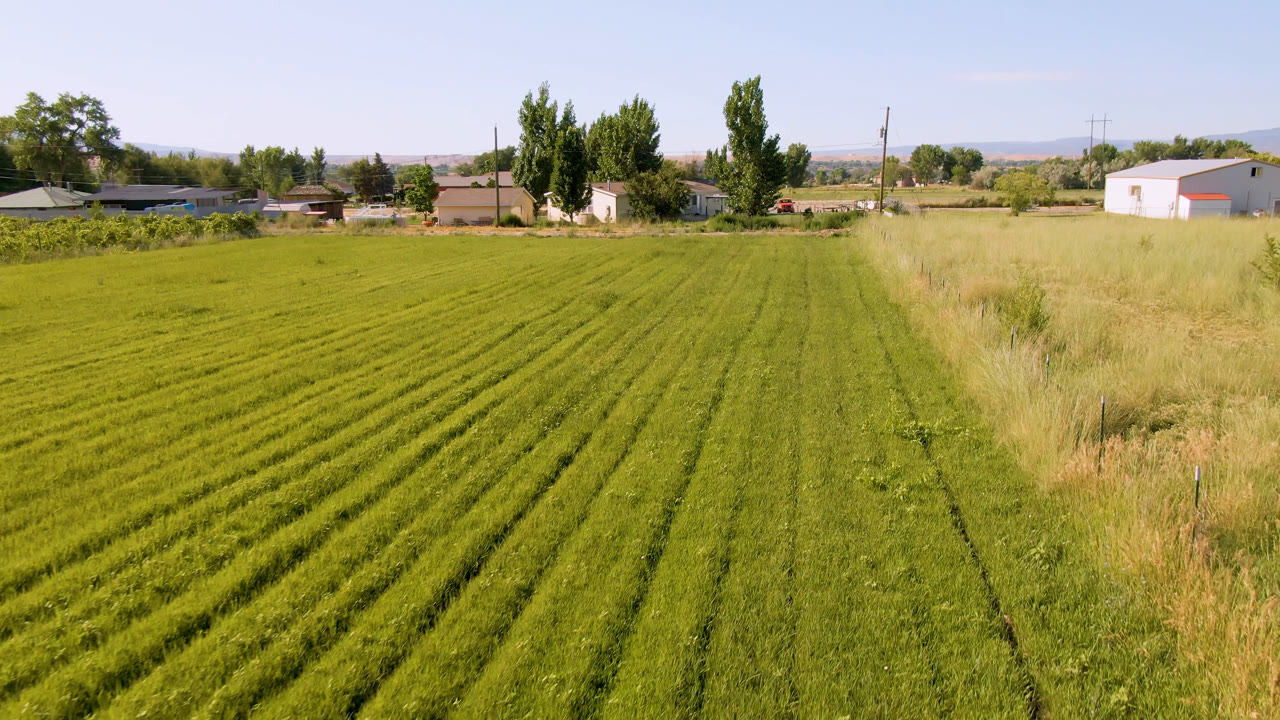 Early frame in Palisades, Colorado showing parallel grass rows across the foreground, taller grass near center, trees and low buildings beyond, and no visible people.