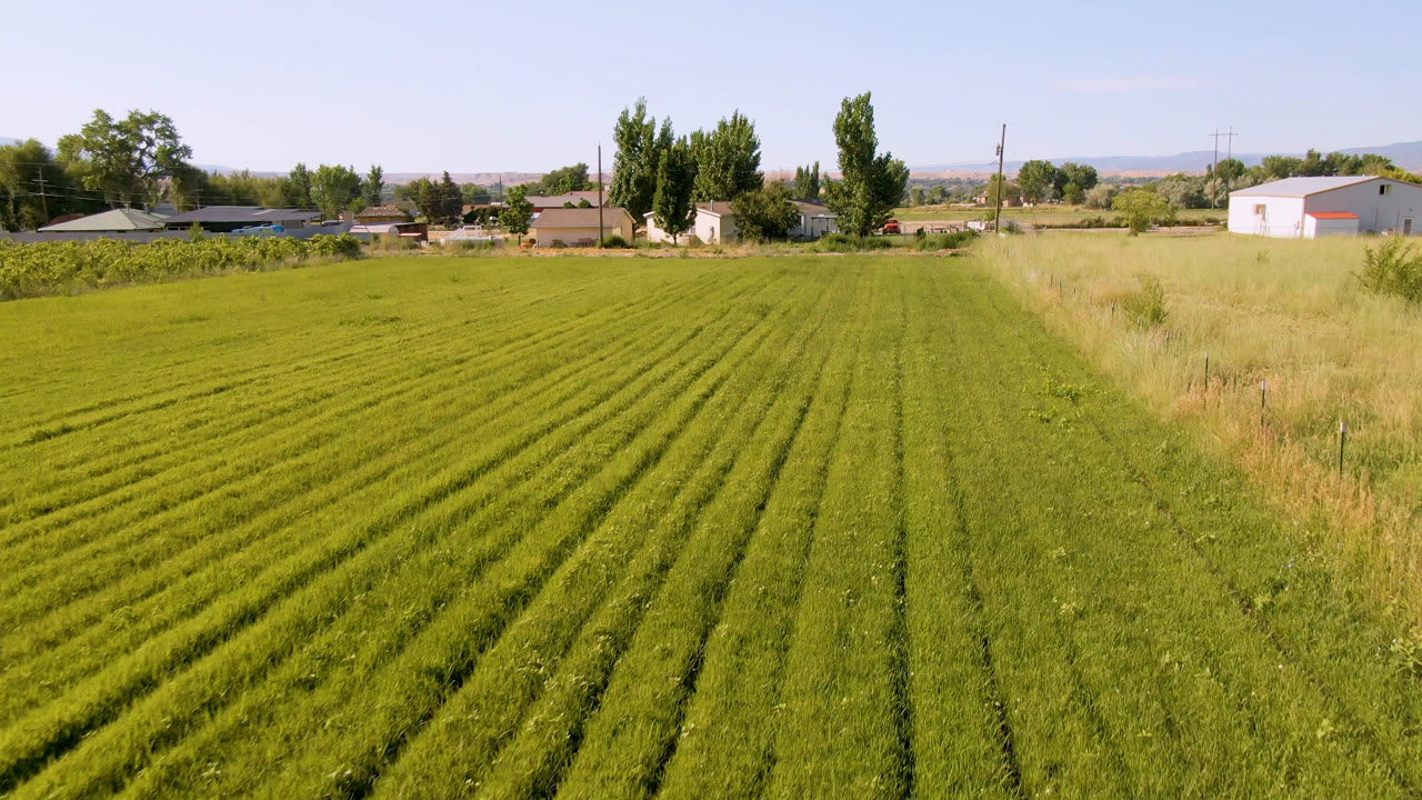 Aerial view over cut green grass rows with homes and trees beyond.
