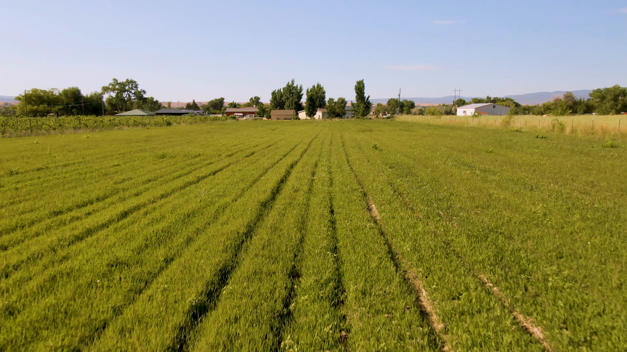 A wide Palisades, Colorado farm field shows parallel green rows, a low horizon of trees and buildings, distant hills, and no visible people.