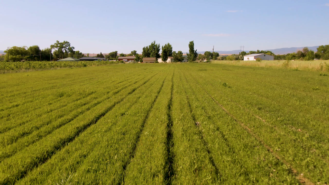 Wide view of crop rows in Palisades, Colorado, with distant trees, low buildings, pale mountains, and no visible people at the start of the clip.