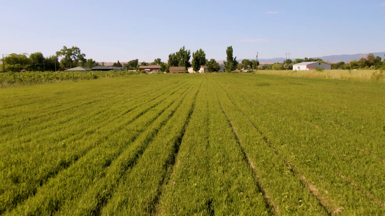 Opening frame of a green crop field in Palisades, Colorado, with parallel rows leading toward trees, farm buildings, distant hills, clear blue sky, and no visible people.