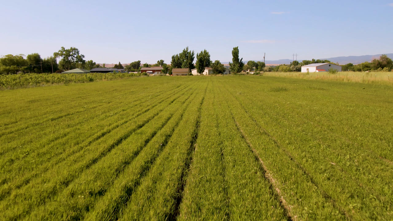 Wide field of green crops with rows leading toward trees, farm buildings, and hills.
