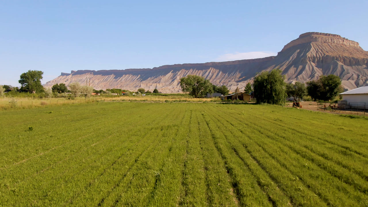 Wide view of a green field in Palisades, Colorado, with crop rows leading toward trees, low buildings, and a sunlit mesa, with no visible people.