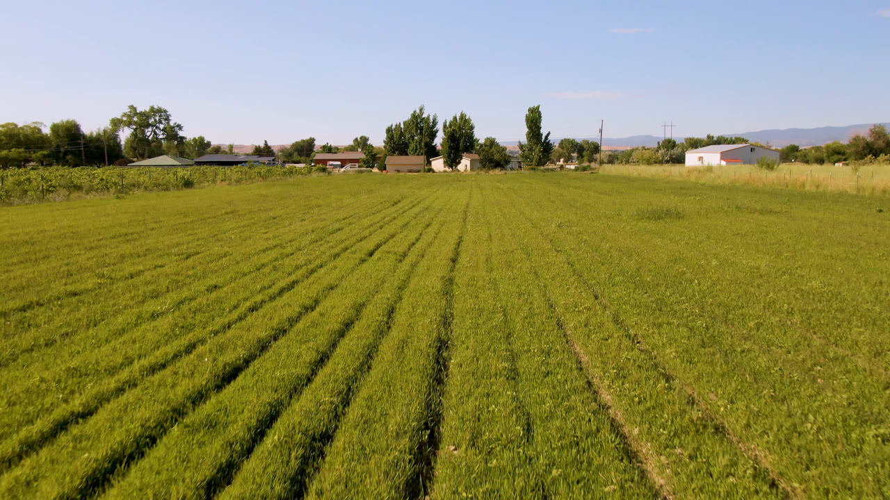 Wide view of green crop rows in Palisades, Colorado, with distant houses, trees, faint mountains, and no visible people at the start of the clip.