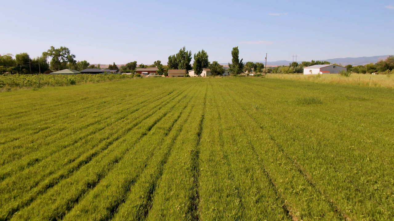 Green field rows crossing toward houses and trees in clear daylight.